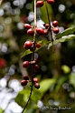 Coffee Beans No-1272